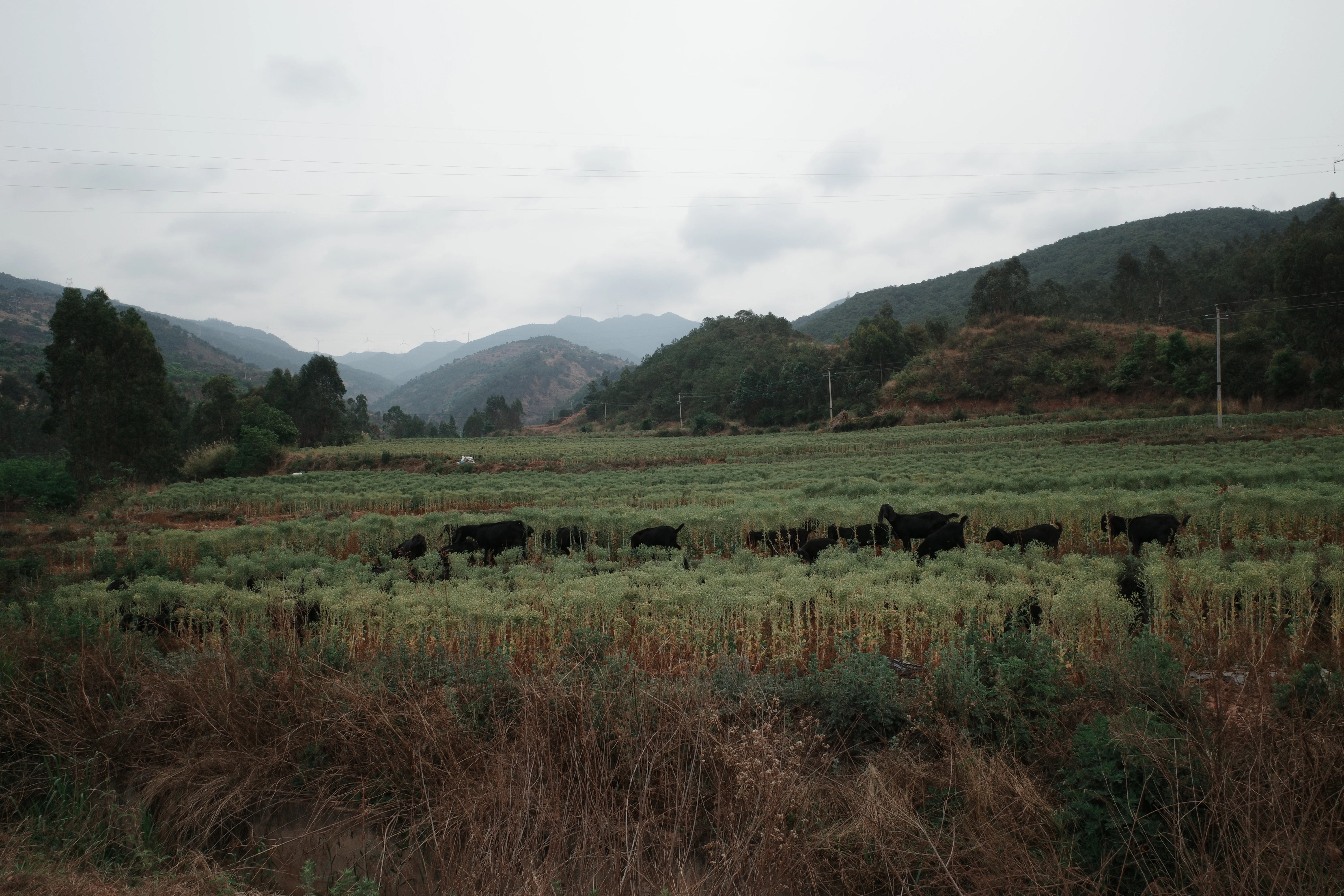 Yunnan village photograph 11