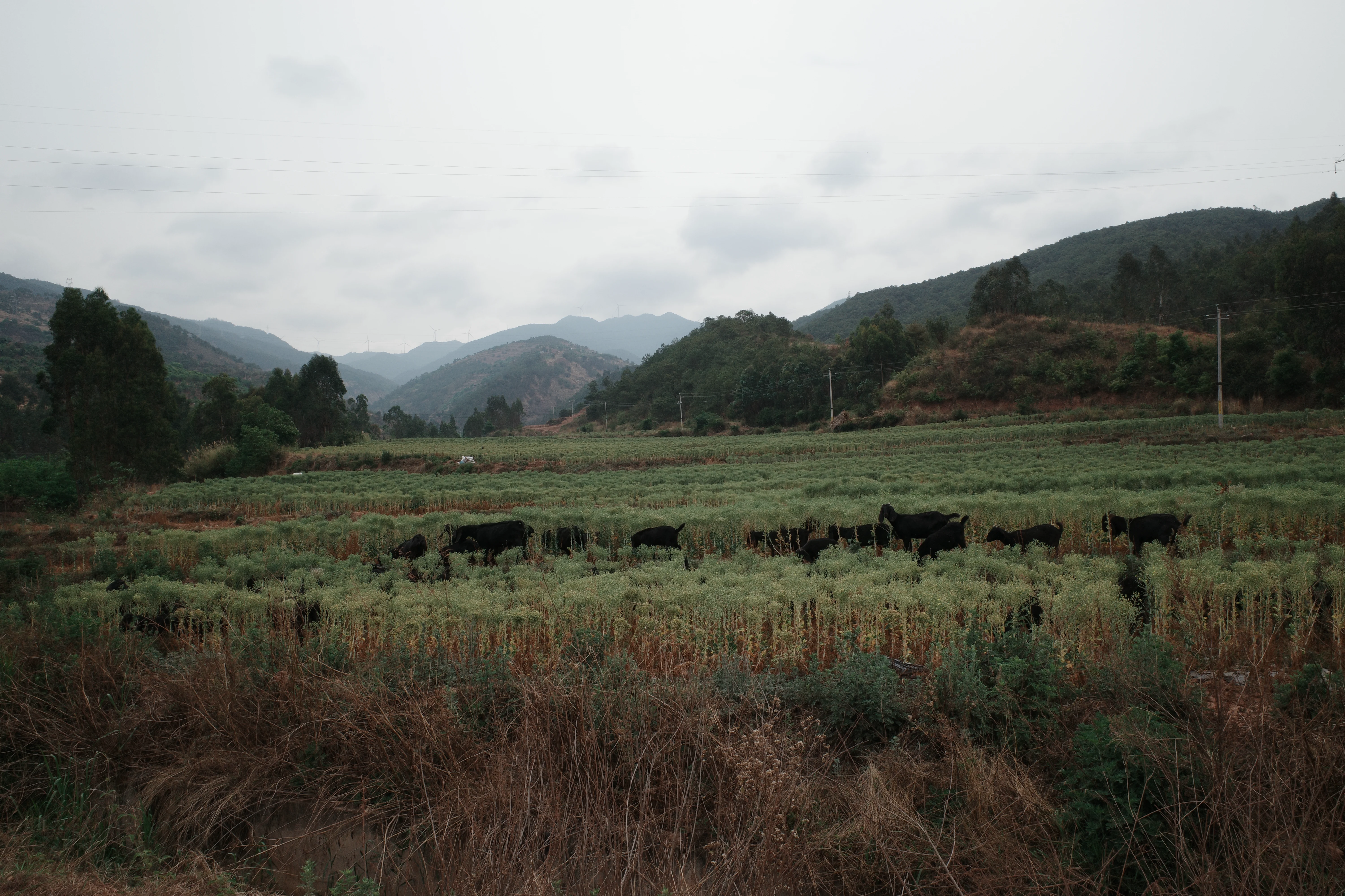 Yunnan village photograph 11